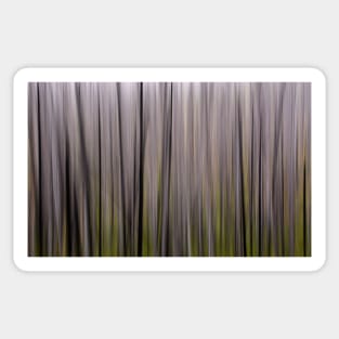 Forest Illusions- Lodgepole Sticker